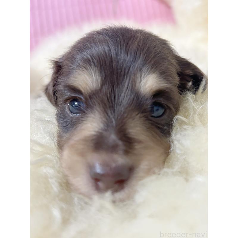 販売中の愛知県のミニチュアダックスフンド(ロングヘアード)-442633の7枚目