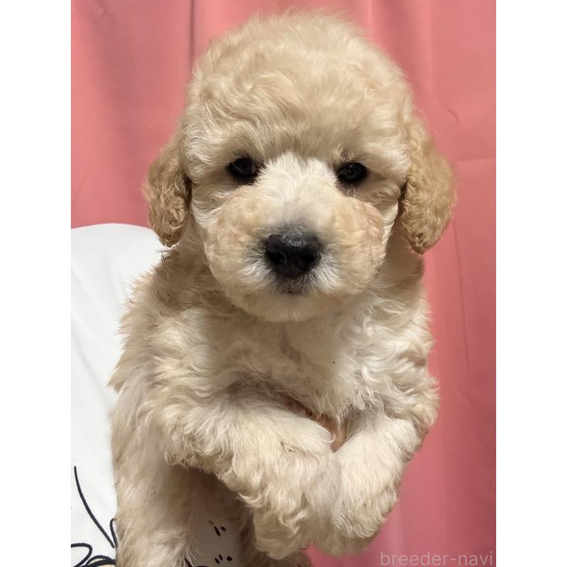 販売中の茨城県のトイプードル-442632の5枚目