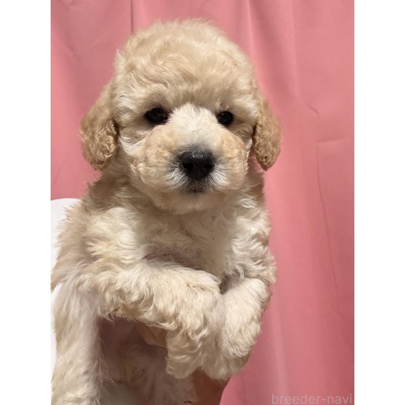 販売中の茨城県のトイプードル-442632の4枚目