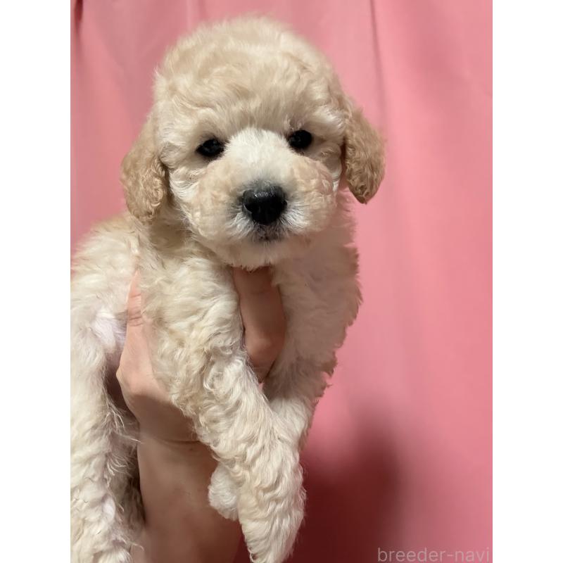 販売中の茨城県のトイプードル-442632の3枚目