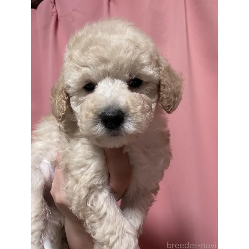 販売中の茨城県のトイプードル-442632の2枚目