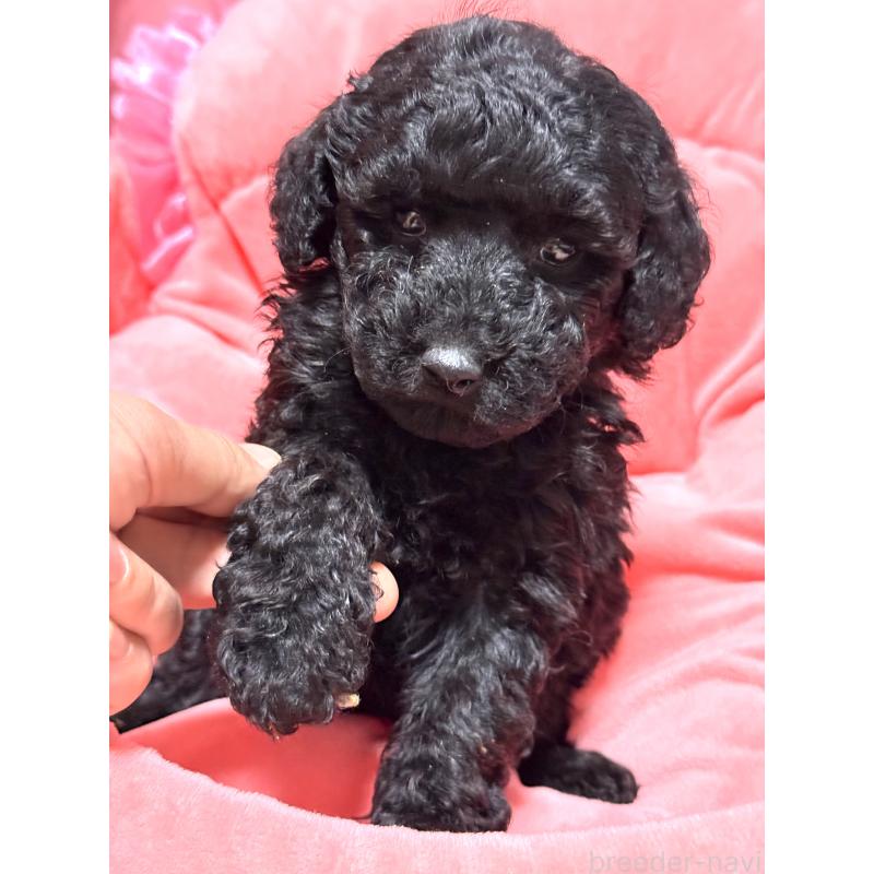 販売中の茨城県のトイプードル-442634の4枚目