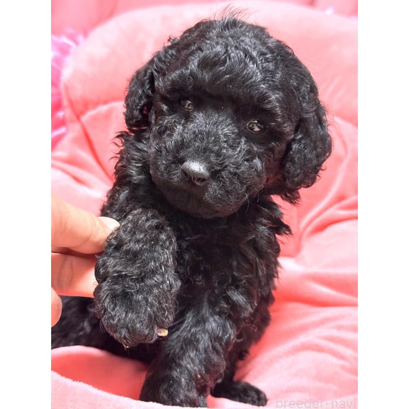 販売中の茨城県のトイプードル-442634の3枚目