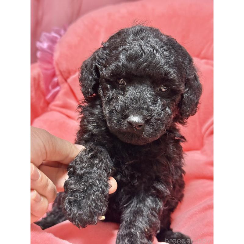 販売中の茨城県のトイプードル-442634の2枚目