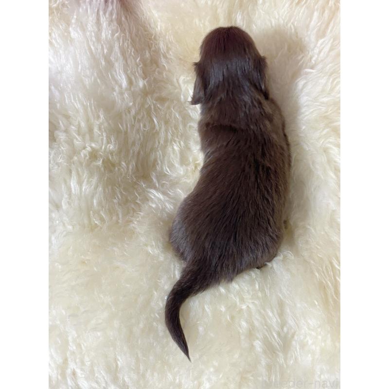 販売中の愛知県のミニチュアダックスフンド(ロングヘアード)-442635の6枚目