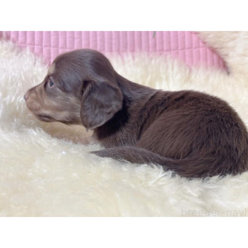 販売中の愛知県のミニチュアダックスフンド(ロングヘアード)-442635の5枚目