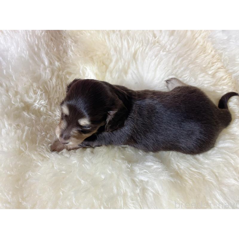 販売中の愛知県のミニチュアダックスフンド(ロングヘアード)-442636の6枚目