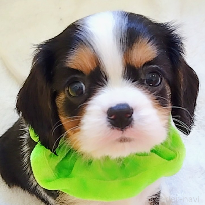 販売中の神奈川県のキャバリアキングチャールズスパニエル-442637の1枚目