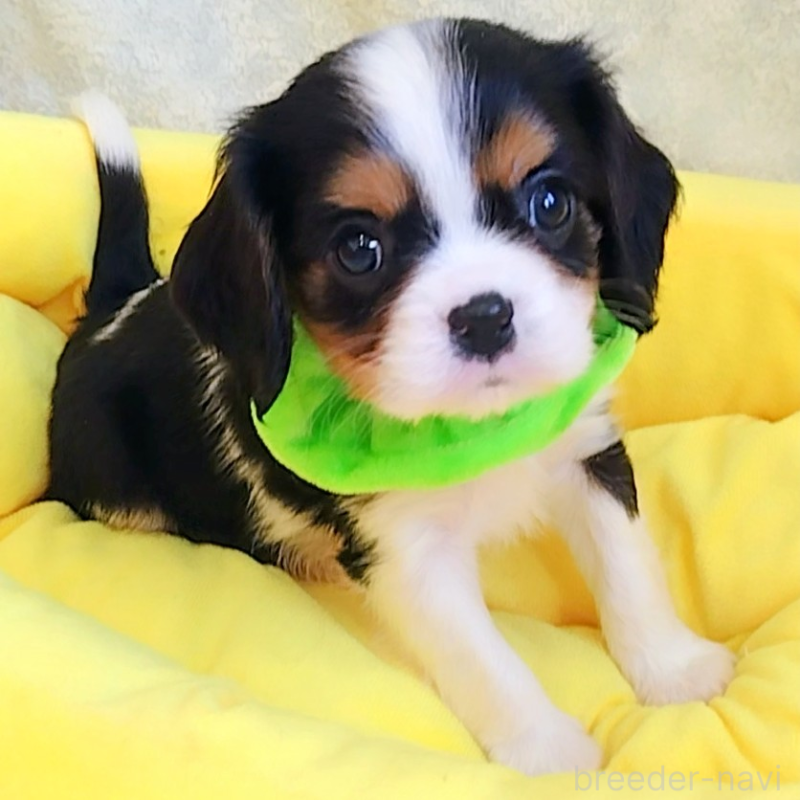 販売中の神奈川県のキャバリアキングチャールズスパニエル-442637の8枚目