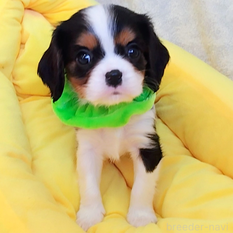 販売中の神奈川県のキャバリアキングチャールズスパニエル-442637の7枚目