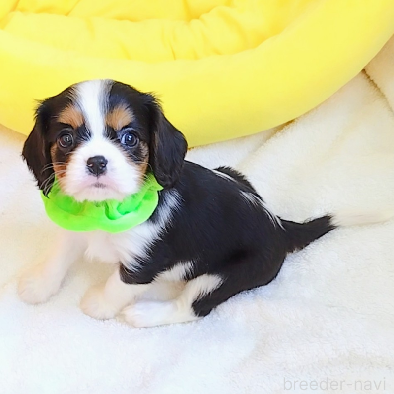 販売中の神奈川県のキャバリアキングチャールズスパニエル-442637の6枚目