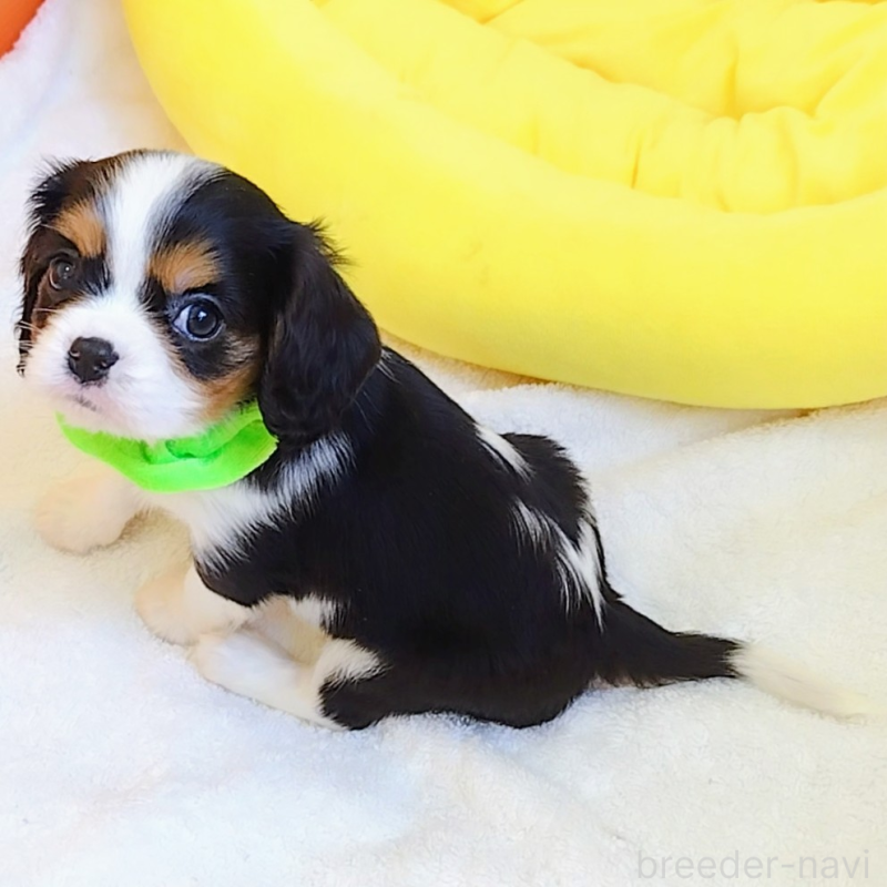 販売中の神奈川県のキャバリアキングチャールズスパニエル-442637の5枚目