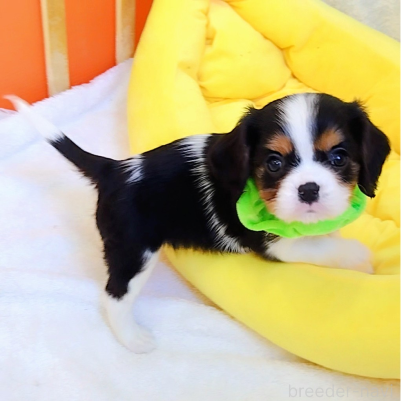 販売中の神奈川県のキャバリアキングチャールズスパニエル-442637の3枚目