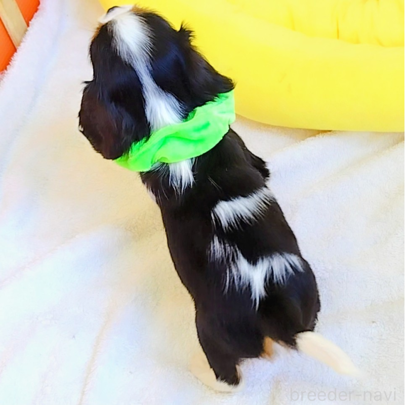 販売中の神奈川県のキャバリアキングチャールズスパニエル-442637の2枚目