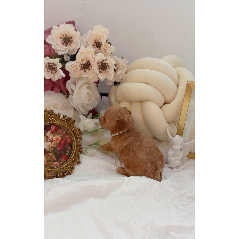 成約済の大阪府のチワプー:チワワ×トイプードル-439298の5枚目