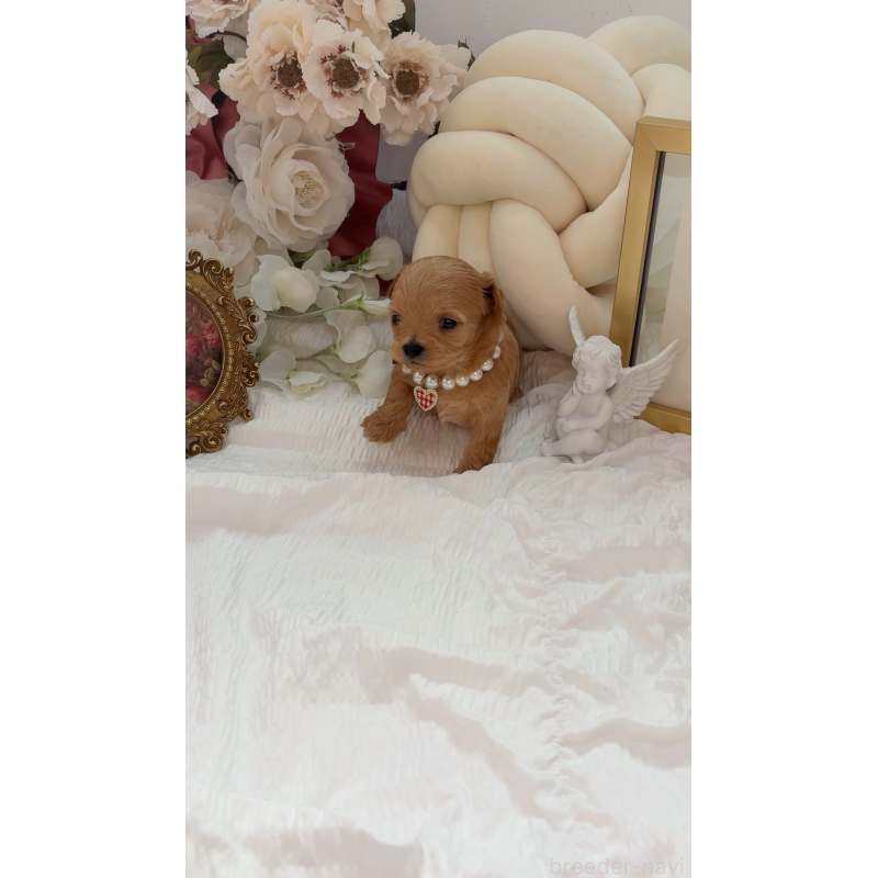 成約済の大阪府のチワプー:チワワ×トイプードル-439298の3枚目