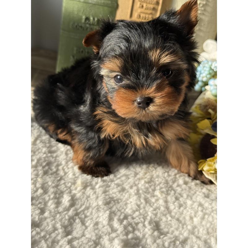 販売中の宮崎県のヨークシャーテリア-441325の12枚目