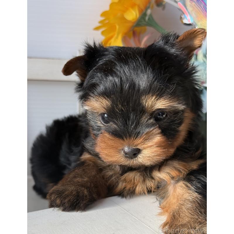 販売中の宮崎県のヨークシャーテリア-441325の11枚目