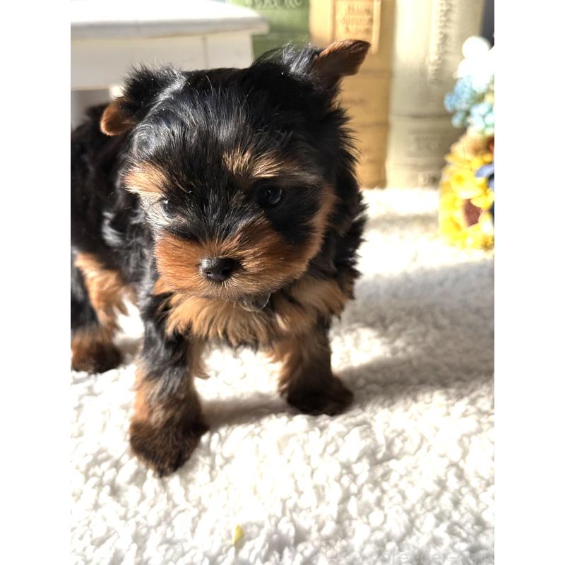 販売中の宮崎県のヨークシャーテリア-441325の10枚目