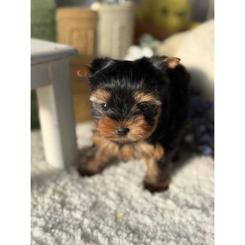 販売中の宮崎県のヨークシャーテリア-441325の9枚目