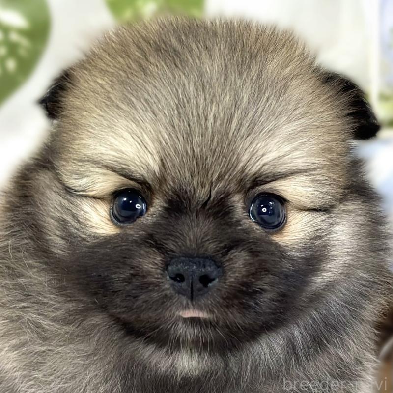 販売中の滋賀県のポメチワ:ポメラニアン×チワワ-442651の1枚目