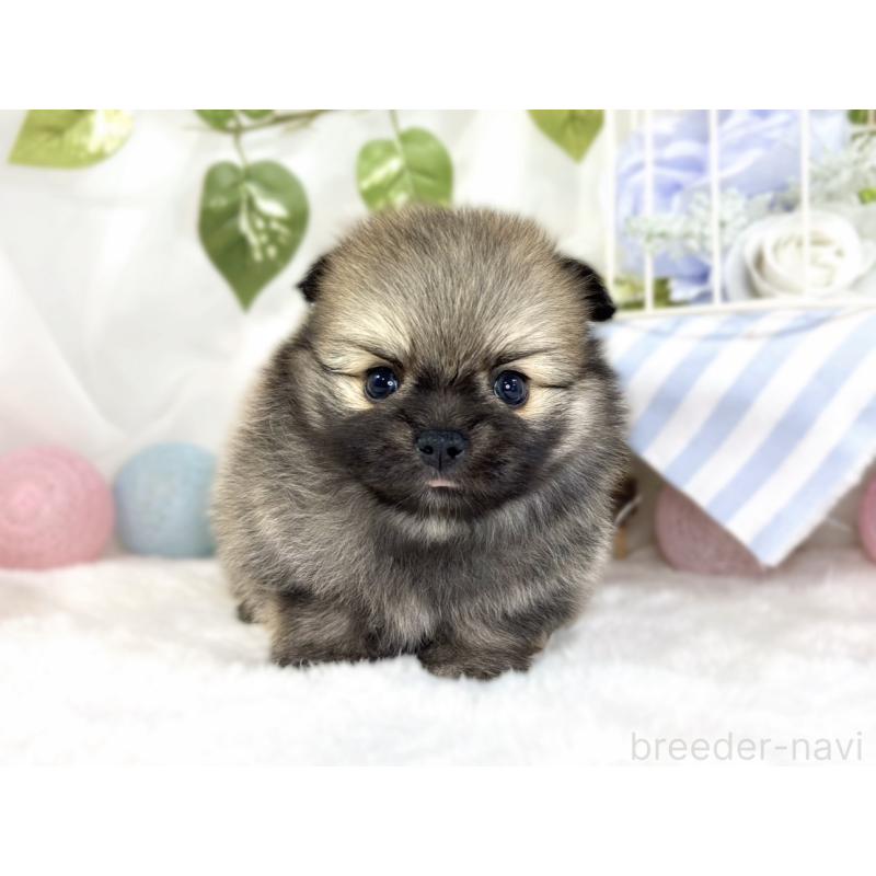 販売中の滋賀県のポメチワ:ポメラニアン×チワワ-442651の4枚目