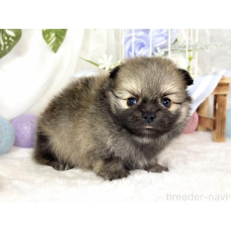 販売中の滋賀県のポメチワ:ポメラニアン×チワワ-442651の3枚目
