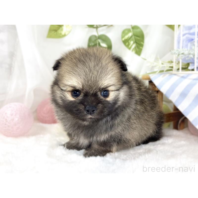 販売中の滋賀県のポメチワ:ポメラニアン×チワワ-442651の2枚目