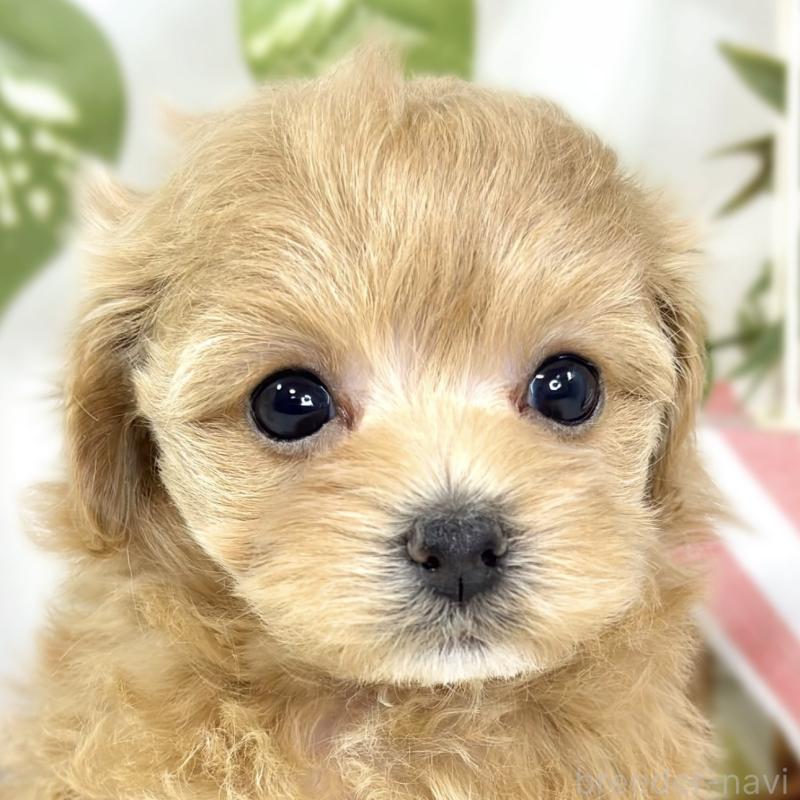 販売中の滋賀県のマルプー:マルチーズ×トイプードル-442654