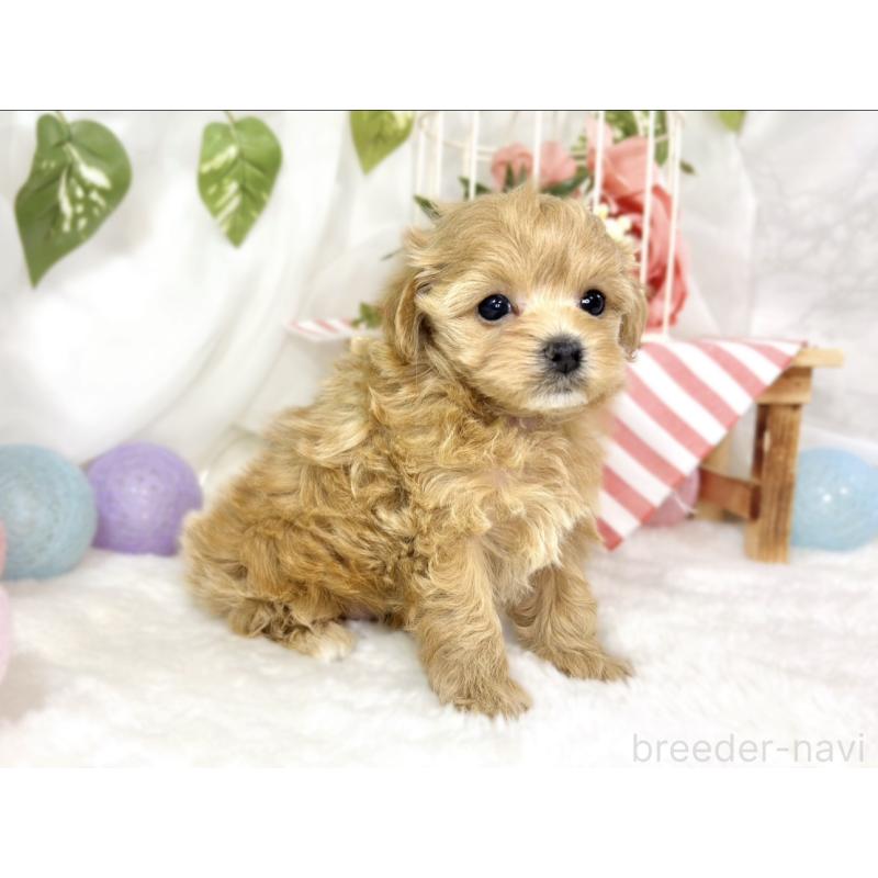 販売中の滋賀県のマルプー:マルチーズ×トイプードル-442654の3枚目