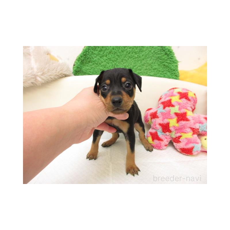 販売中の大阪府のミニチュアピンシャー(ミニピン)-442653の2枚目