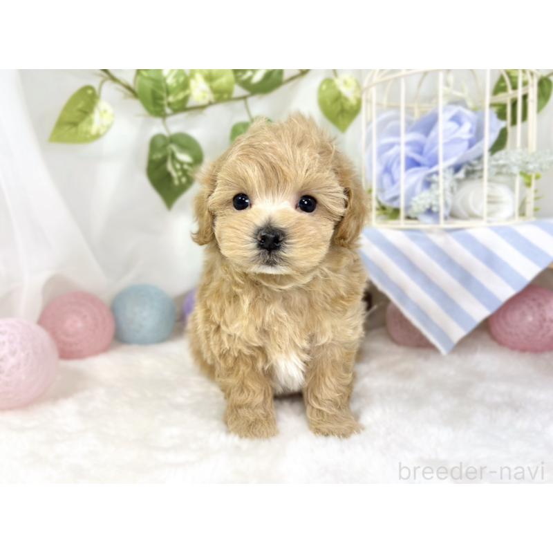 販売中の滋賀県のマルプー:マルチーズ×トイプードル-442655の4枚目