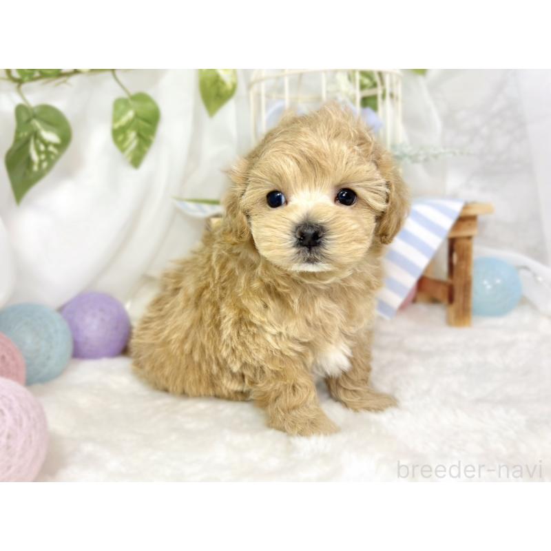 販売中の滋賀県のマルプー:マルチーズ×トイプードル-442655の3枚目