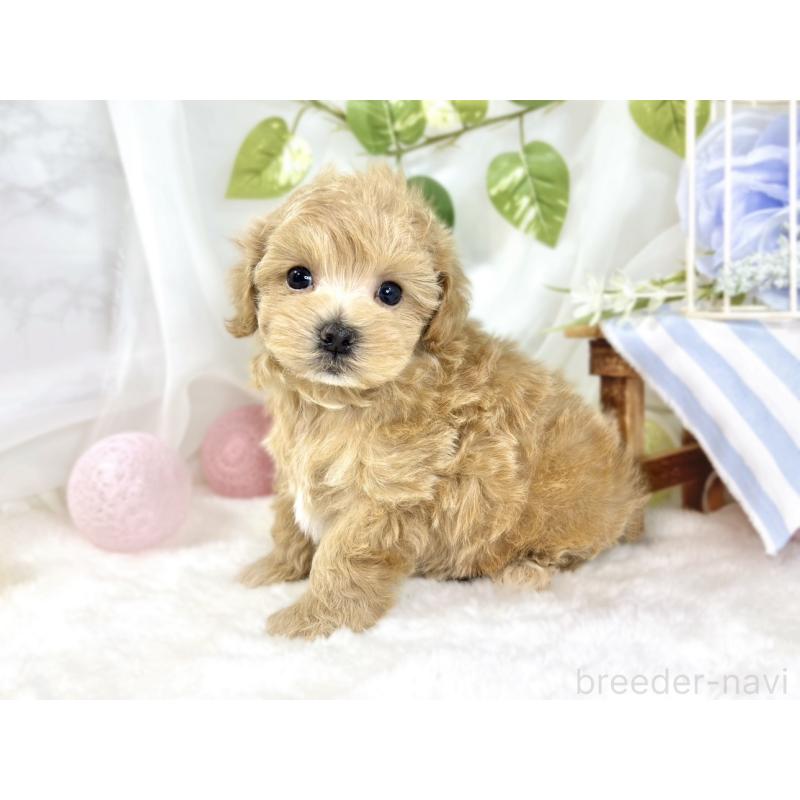 販売中の滋賀県のマルプー:マルチーズ×トイプードル-442655の2枚目