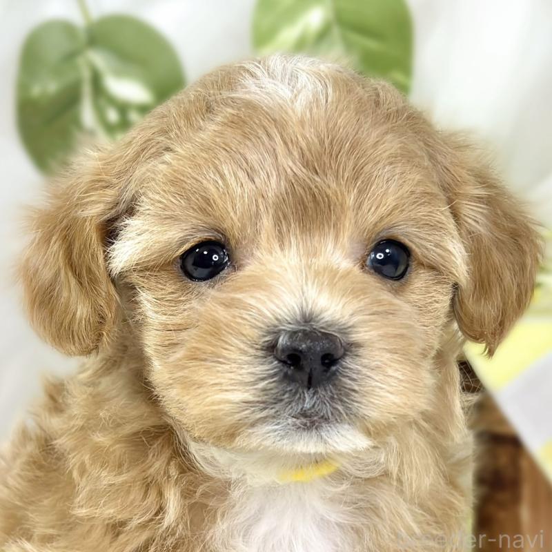 販売中の滋賀県のマルプー:マルチーズ×トイプードル-442656