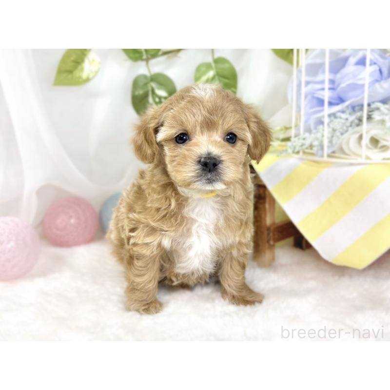 販売中の滋賀県のマルプー:マルチーズ×トイプードル-442656の4枚目