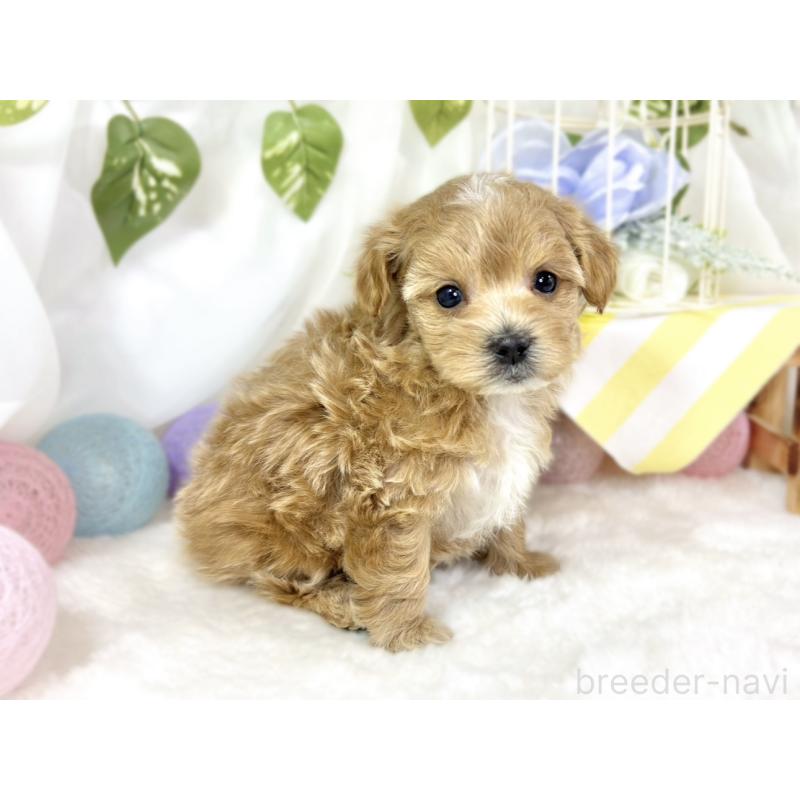 販売中の滋賀県のマルプー:マルチーズ×トイプードル-442656の3枚目