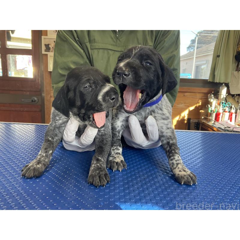 販売中の千葉県のジャーマンポインター-442657の2枚目