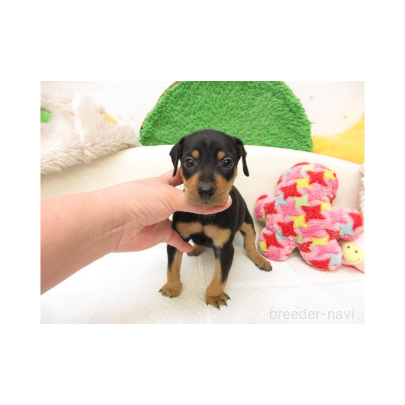 販売中の大阪府のミニチュアピンシャー(ミニピン)-442658の2枚目