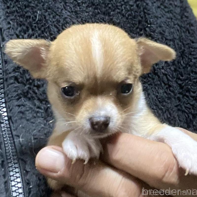 販売中の埼玉県のチワワ(スムースコート)-442659の4枚目