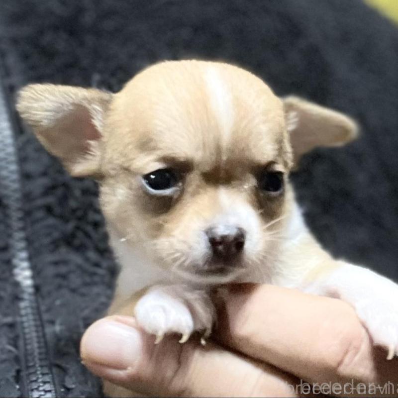 販売中の埼玉県のチワワ(スムースコート)-442659の1枚目