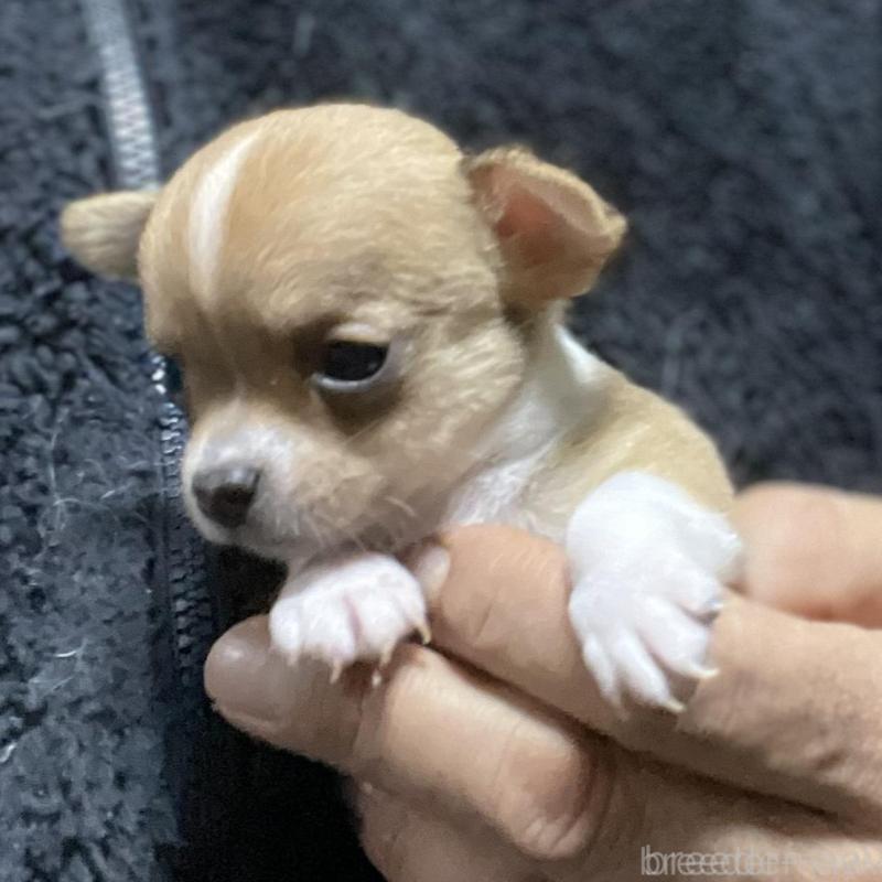 販売中の埼玉県のチワワ(スムースコート)-442659の3枚目