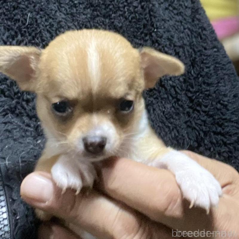 販売中の埼玉県のチワワ(スムースコート)-442659の2枚目