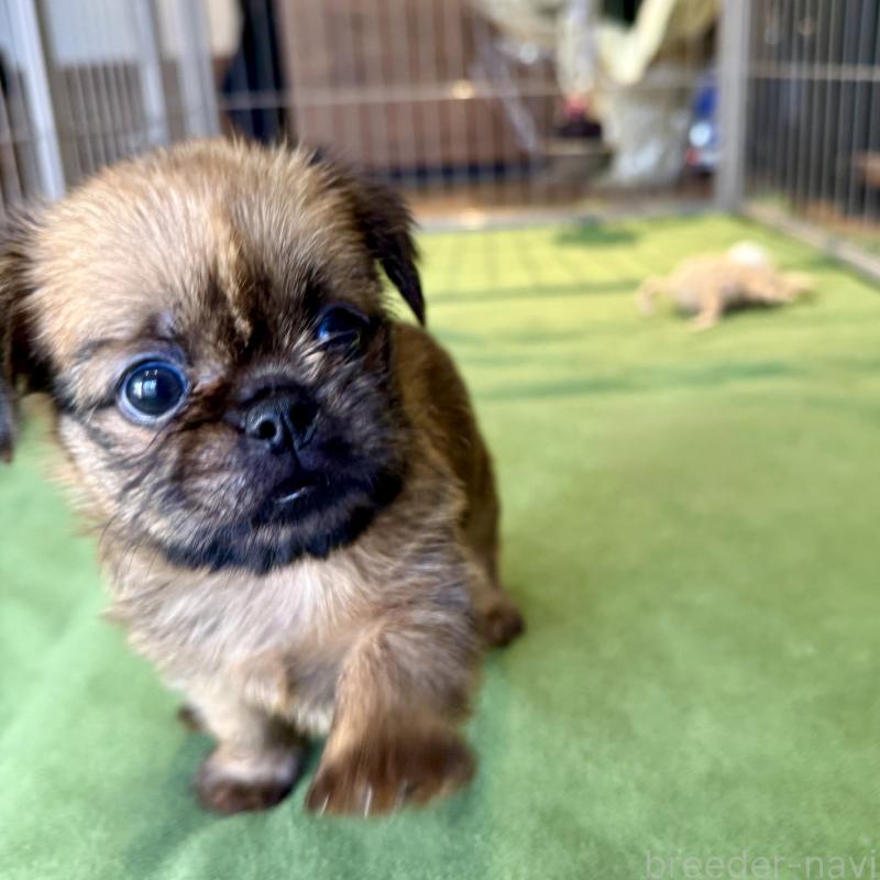 商談中の山口県のブリュッセルグリフォン-442660の9枚目