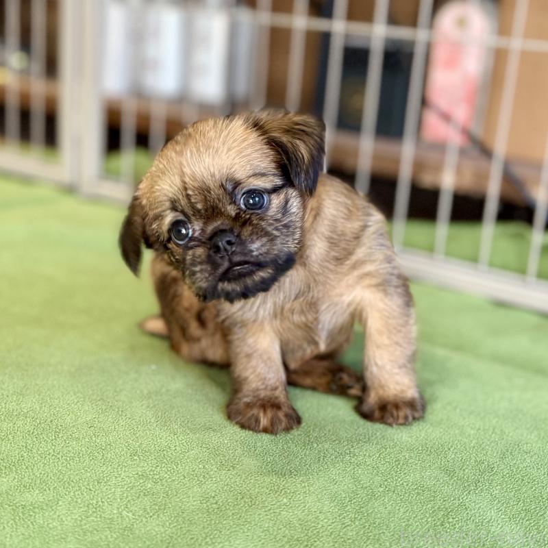 商談中の山口県のブリュッセルグリフォン-442660の8枚目