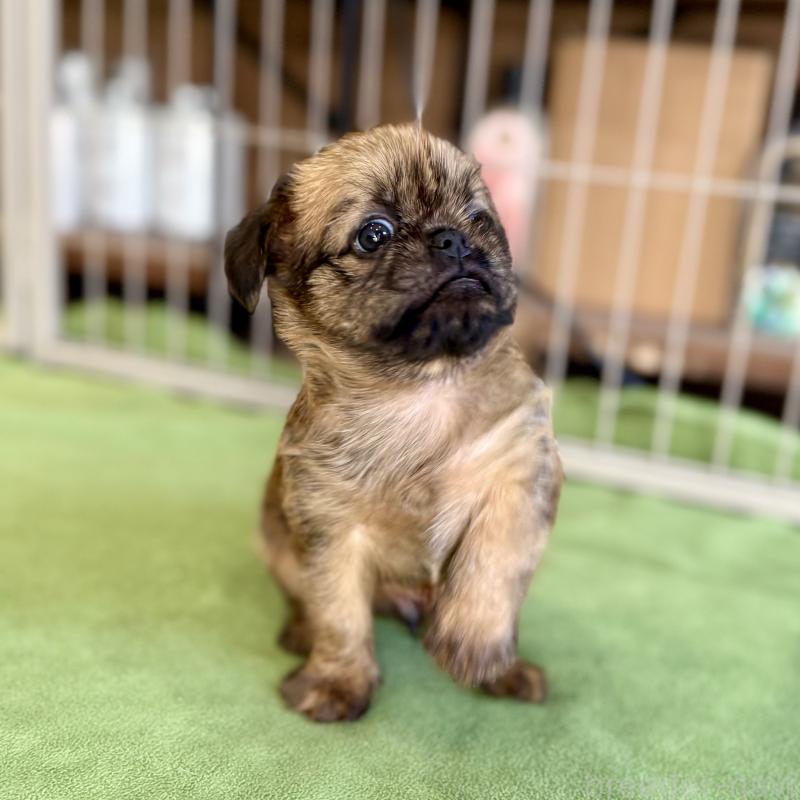 商談中の山口県のブリュッセルグリフォン-442660の7枚目