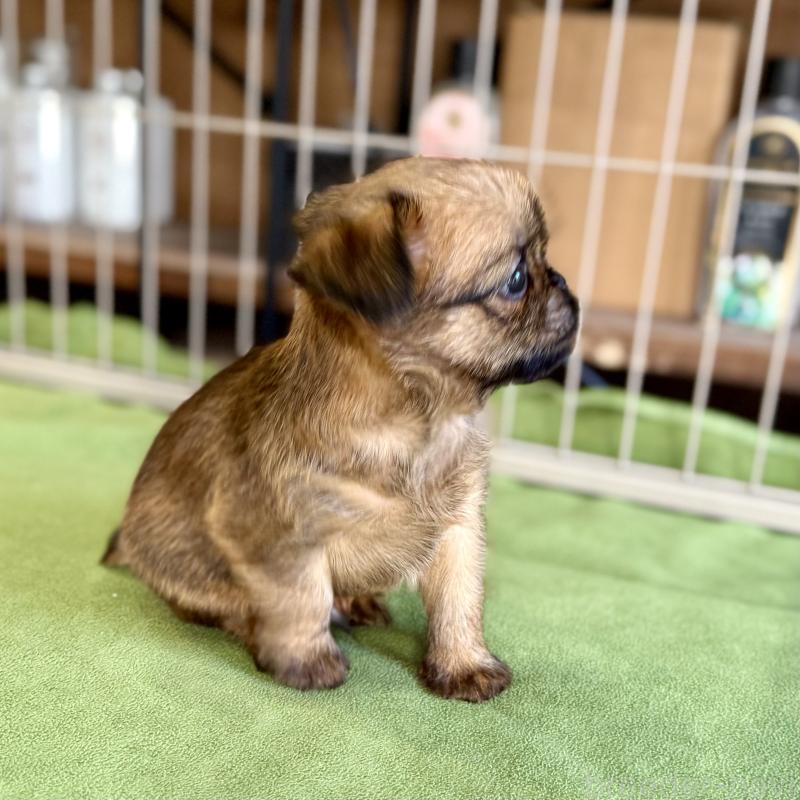 商談中の山口県のブリュッセルグリフォン-442660の6枚目