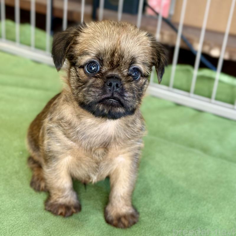 商談中の山口県のブリュッセルグリフォン-442660の5枚目