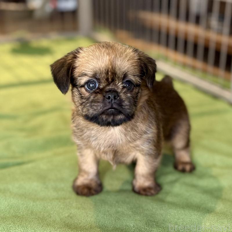 商談中の山口県のブリュッセルグリフォン-442660の3枚目