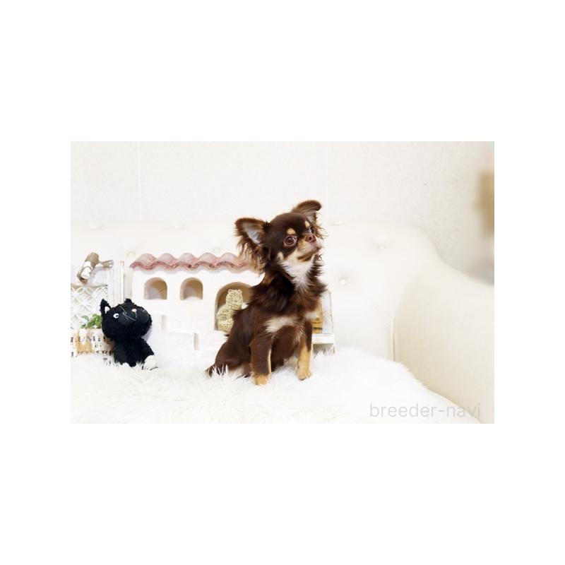 販売中の佐賀県のチワワ(ロングコート)-402947の4枚目